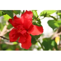 Seeking employment Logo