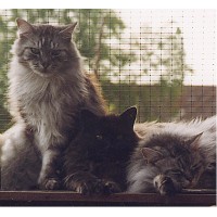Broadlands Cattery Logo