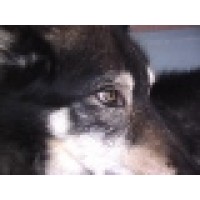 Gray Wolf Productions Logo