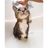 Prestige Pet Products Logo