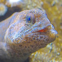 Aquarium of the Bay Logo