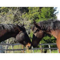 WELL TRAINED HORSES Logo