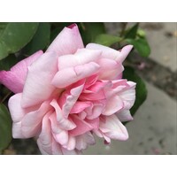 Unitarian Universalist Congregation of the Hudson Valley Logo