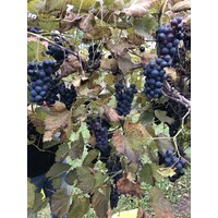 Harbor Ridge Winery Logo