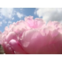 Acupuncture & Chinese Herbs Logo