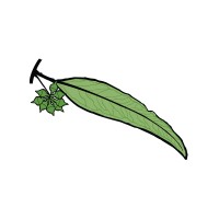 Australian Ecosystems Logo