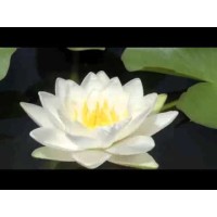 BEAUTY FROM WITHIN Logo