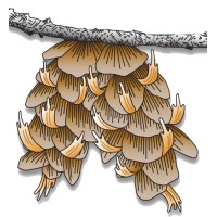 Lam Tree Service Logo