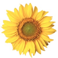 Homewatch Caregivers of Ann Arbor Logo
