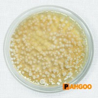PANGOO® Focus On Animal Natural Health! Logo