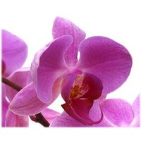 Cosmic Orchid Logo
