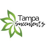 Tampa Succulents Logo