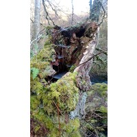 AMC Counselling and Psychotherapy Logo