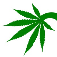 Seed & Beyond Logo