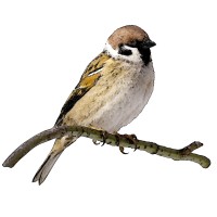 Sparroow Logo
