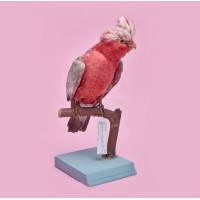 Naturhistorisches Museum Basel Logo