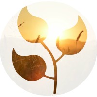 Abundant Life Brazilian Church Logo