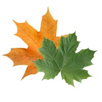 Leaf Defeat Logo