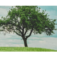 Family Tree Finances Logo