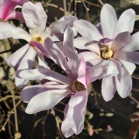 Pender Islands Health Care Society Logo