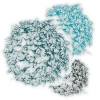 Aleta Biotherapeutics Logo