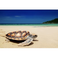 Burnin Turtle Travel Logo