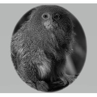 Marmoset Ltd Logo