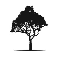 Koa Partners Logo