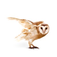 Catapult Partners Pty Limited Logo