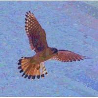 Kestrel Drones Logo
