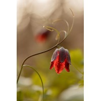 INSTAGRAM-INFLUENCER Logo