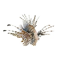LionFish Litigation Finance Limited Logo
