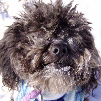 Sonoran Veterinary Center Logo