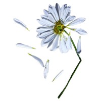 Crushed Daisy Art Gallery Logo