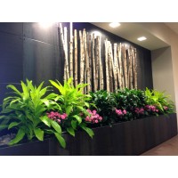 True Moss Interior Plantscapes Logo