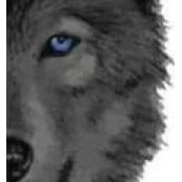 Wolf Property Management Inc Logo