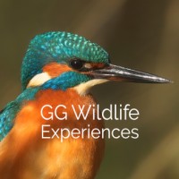 GG Wildlife Experiences Ltd Logo