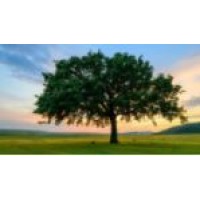 Abbeywood Partners Logo