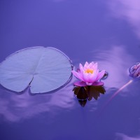 Centro Equilíbrio Holístico Logo