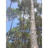 Negocios Sobre Arenas S.A. Logo