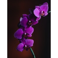 The Orchid Organization Logo