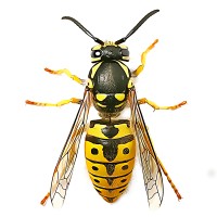 Yellow Jacket Executive Search Logo