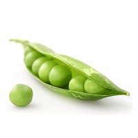 Plant-based Prevention Of Disease, Inc. (P-POD Conference) Logo