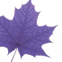 Laurier Women Entrepreneurship Centre Logo