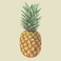 Pineapple Digital Logo