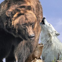 Grizzly & Wolf Discovery Center Logo