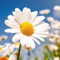 Doctors Assisting In South-Pacific Islands (DAISI) Logo