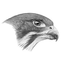 Falcon Analytica Logo