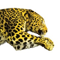 Locarno Film Festival Logo