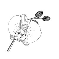 Wild Orchid Boudoir Logo